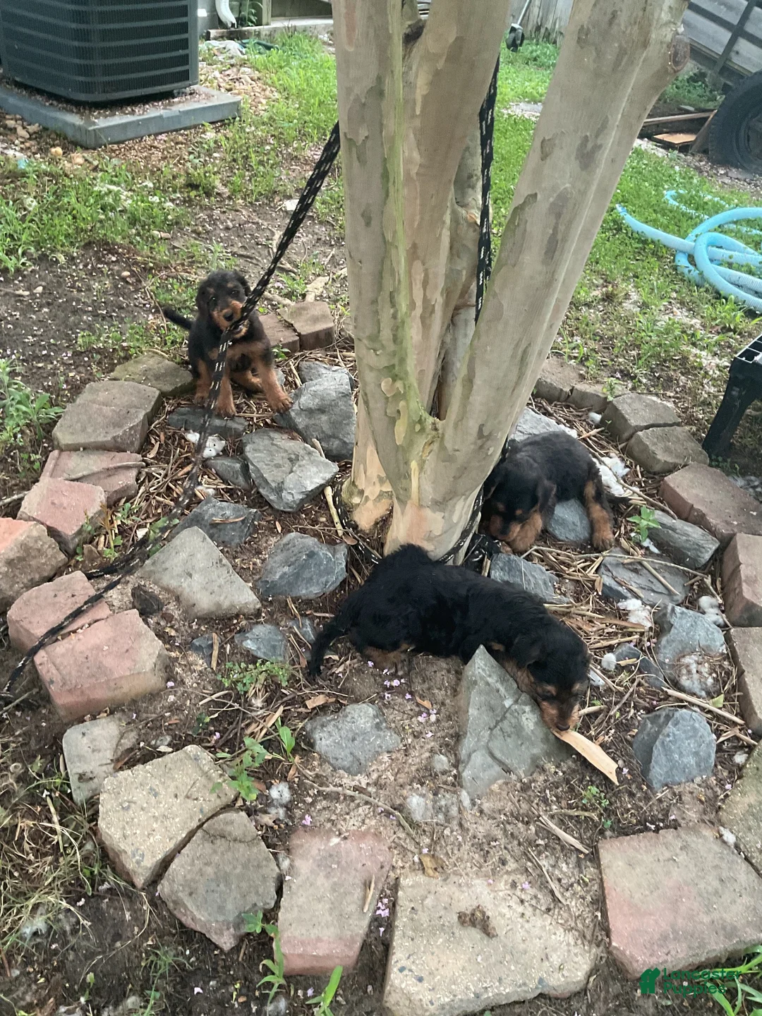 Airedale Terrier dogs for sale: Airedale Terrier 2 - Ad 1