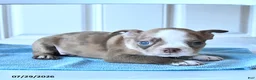 Boston Terrier dogs for sale: Ben - Ad 3