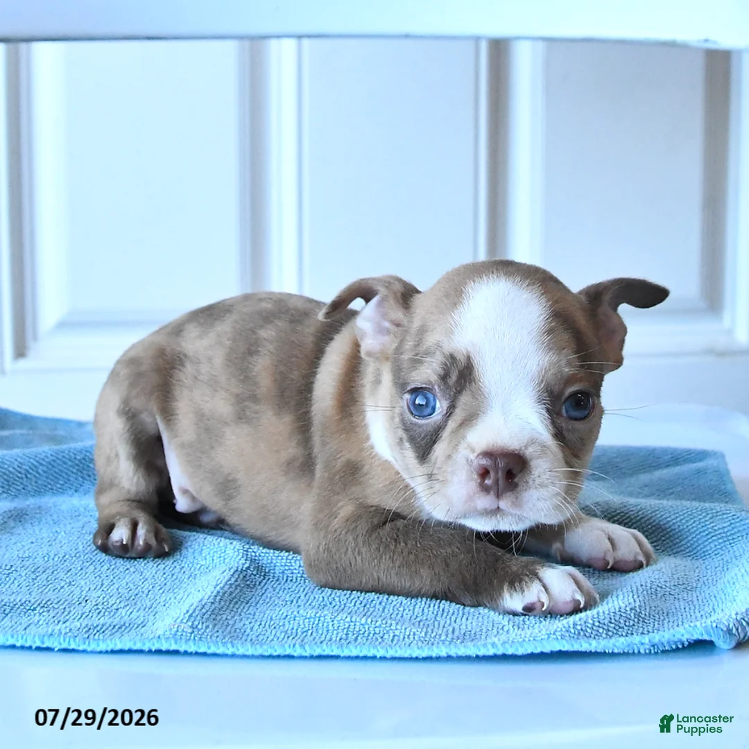Boston Terrier dogs for sale: Ben - Ad 3