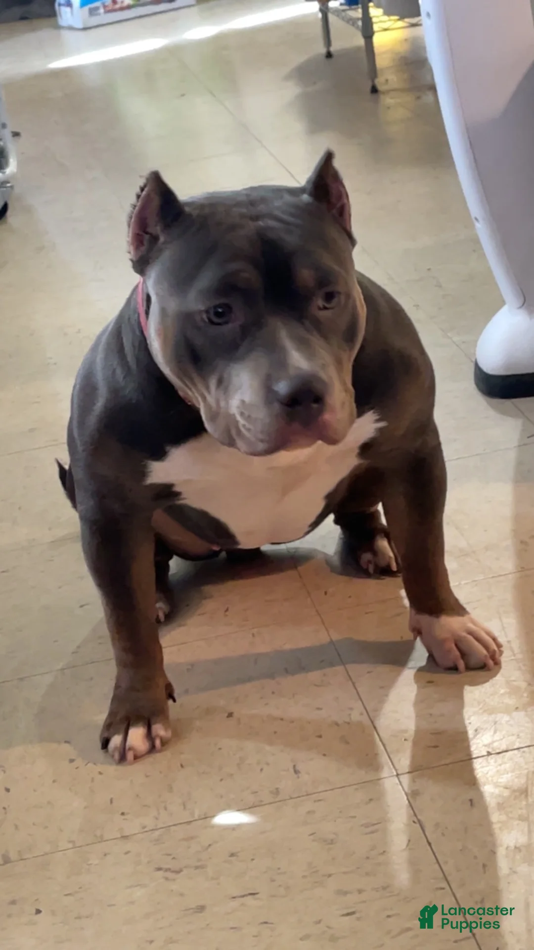 American Bully dogs for sale: American Bully 9 - Ad 4