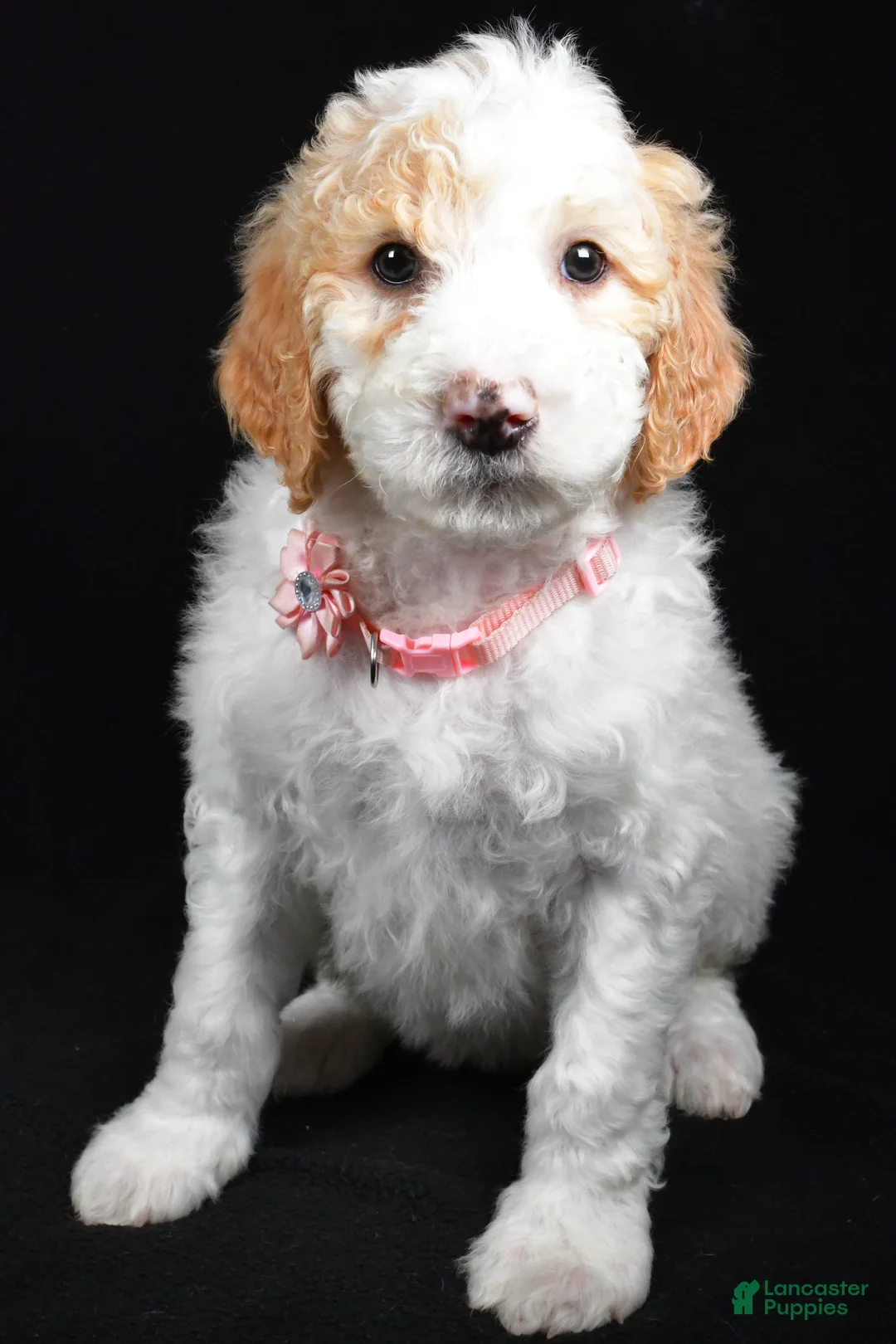 Sheepadoodle dogs for sale: Maddie - Ad 8