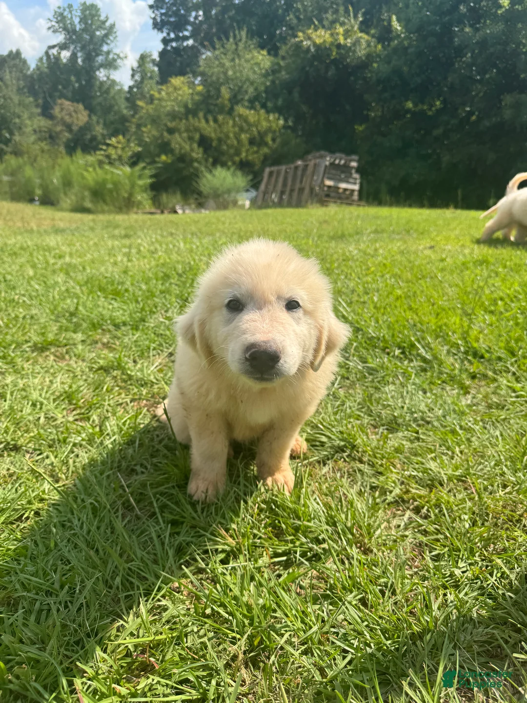 Great Pyrenees dogs for sale: Great Pyrenees 1 - Ad 2