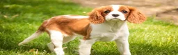 Cavalier King Charles Spaniel dogs for sale: Izzy - Ad 3