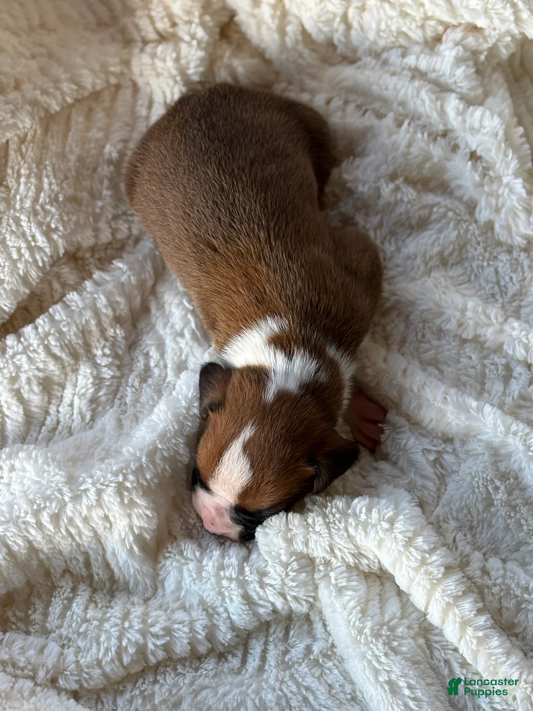 Boxer dogs for sale: Stella - Ad 2