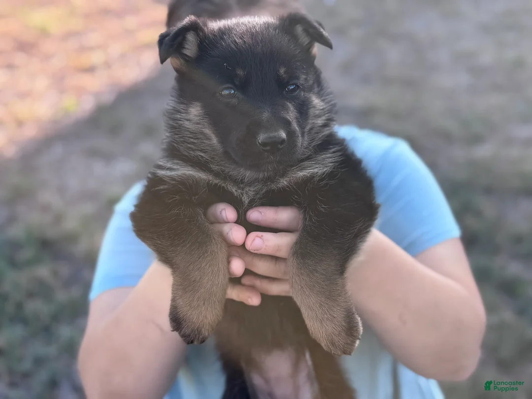 German Shepherd dogs for sale:  Puppy 7 - Ad 2