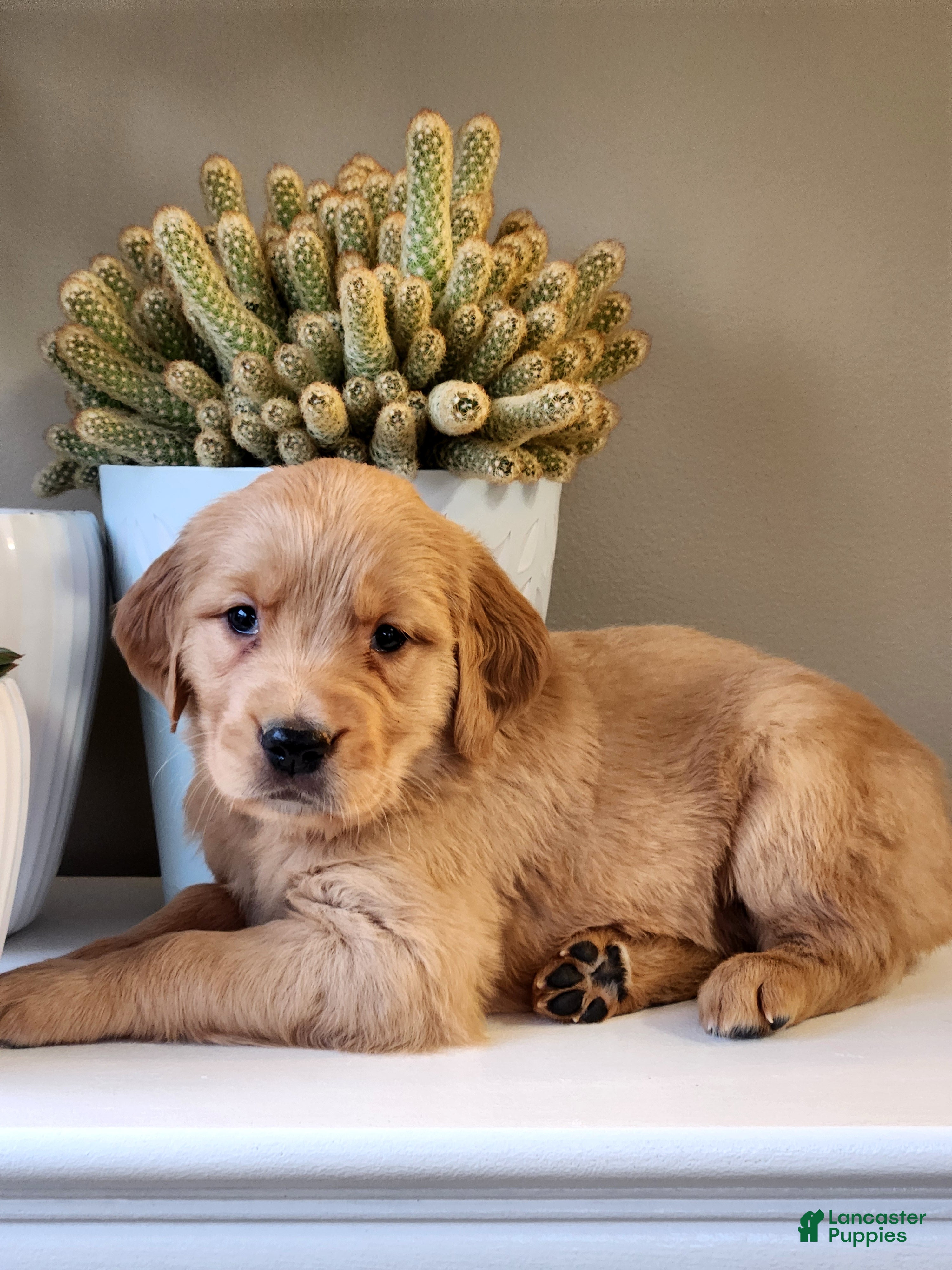 Golden Retriever dogs Raina - Ad 1