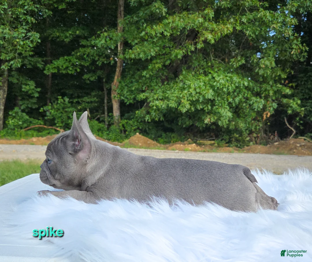 Frenchton dogs for sale: Spike - Ad 4