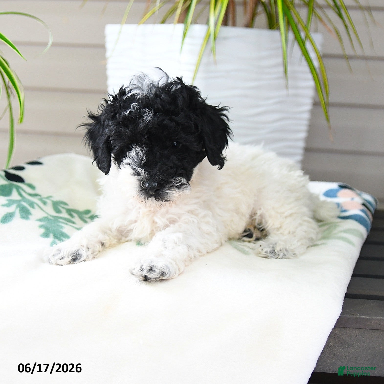 Miniature Poodle dogs Quicksilver - Ad 2