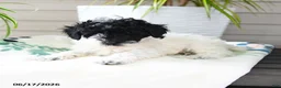 Miniature Poodle dogs for sale: Quicksilver - Ad 2