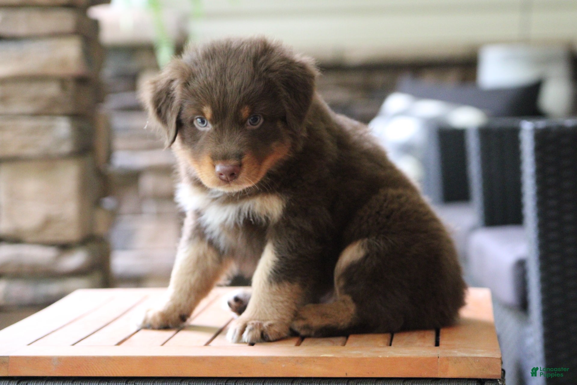 Australian Shepherd dogs diggory - Ad 2