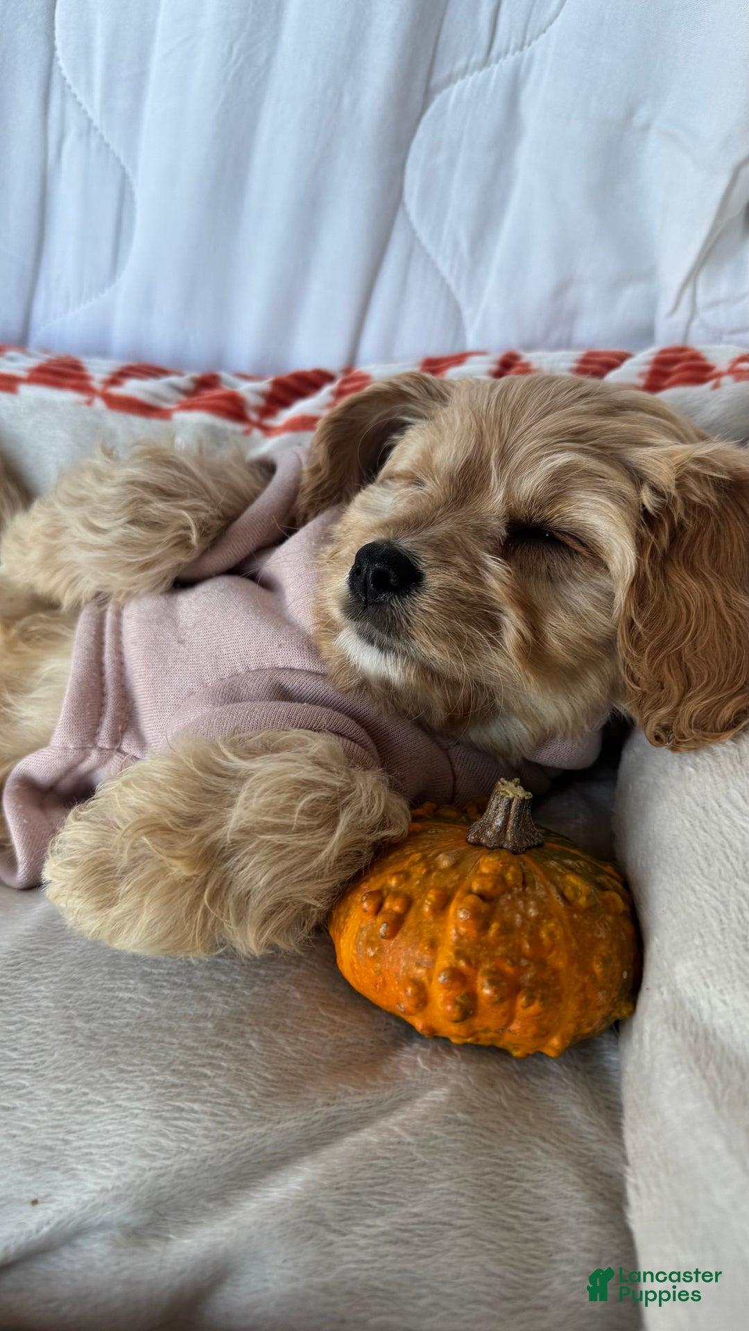 Cockapoo dogs for sale: 🌸🐶 Daisy – The Little Lady with a Heart of Gold 💗 - Ad 3