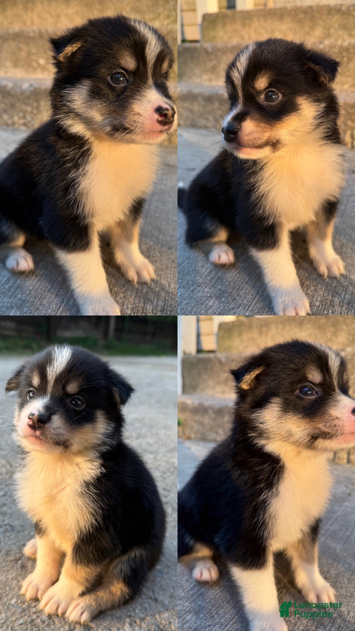 Mixed Breed dogs Oreo  - Ad 27