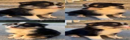 Mixed Breed dogs for sale: Oreo  - Ad 1