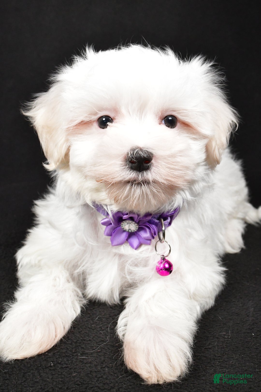 Maltese dogs for sale: Jackie - Ad 6
