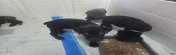 Cane Corso dogs for sale: Gram - Ad 8