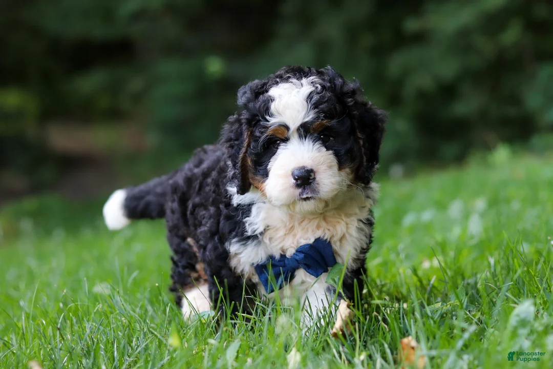 Mini Bernedoodle dogs for sale: Graham - Ad 8