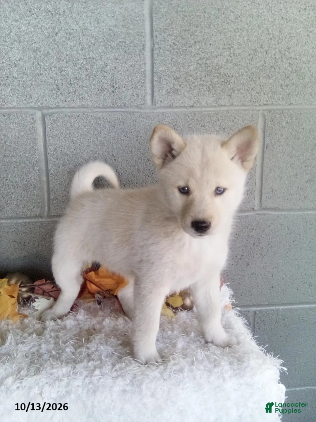 Pomsky dogs for sale: Lucy - Ad 3