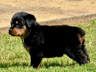 Rottweiler dogs - Ad 27