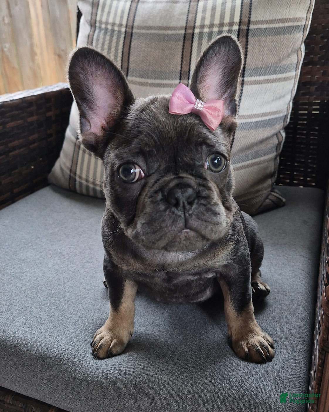 French Bulldog dogs Bebe Blue Fawn Fluffy Carrier - Ad 1