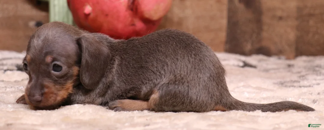 Miniature Dachshund dogs for sale: Stitch red brindle smoothcoat male - Ad 7