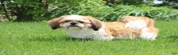 Shihpoo dogs for sale: Dark Chocolate - Ad 5