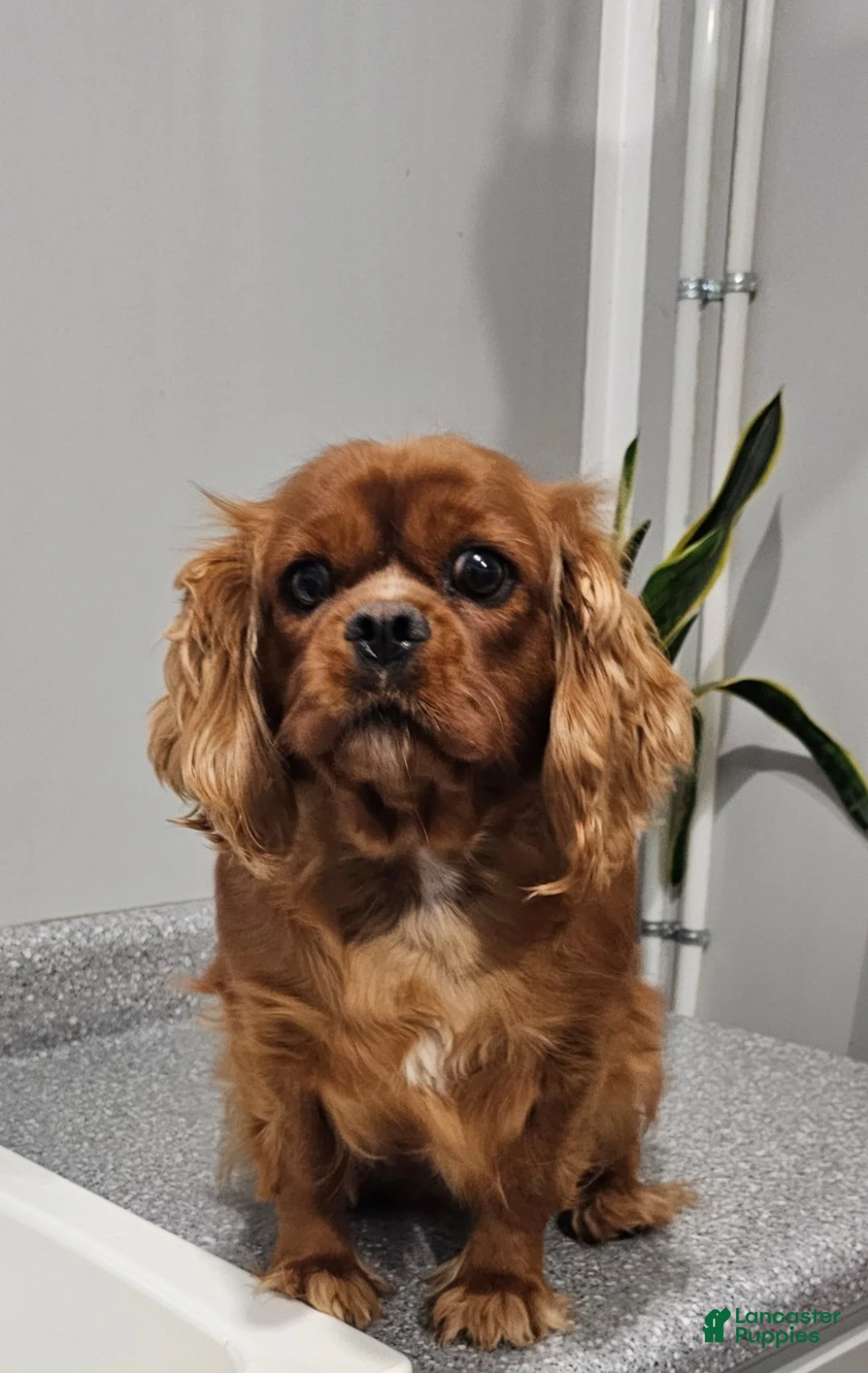 Cavapoo dogs for sale: Cavapoo Puppy 1 - Ad 13