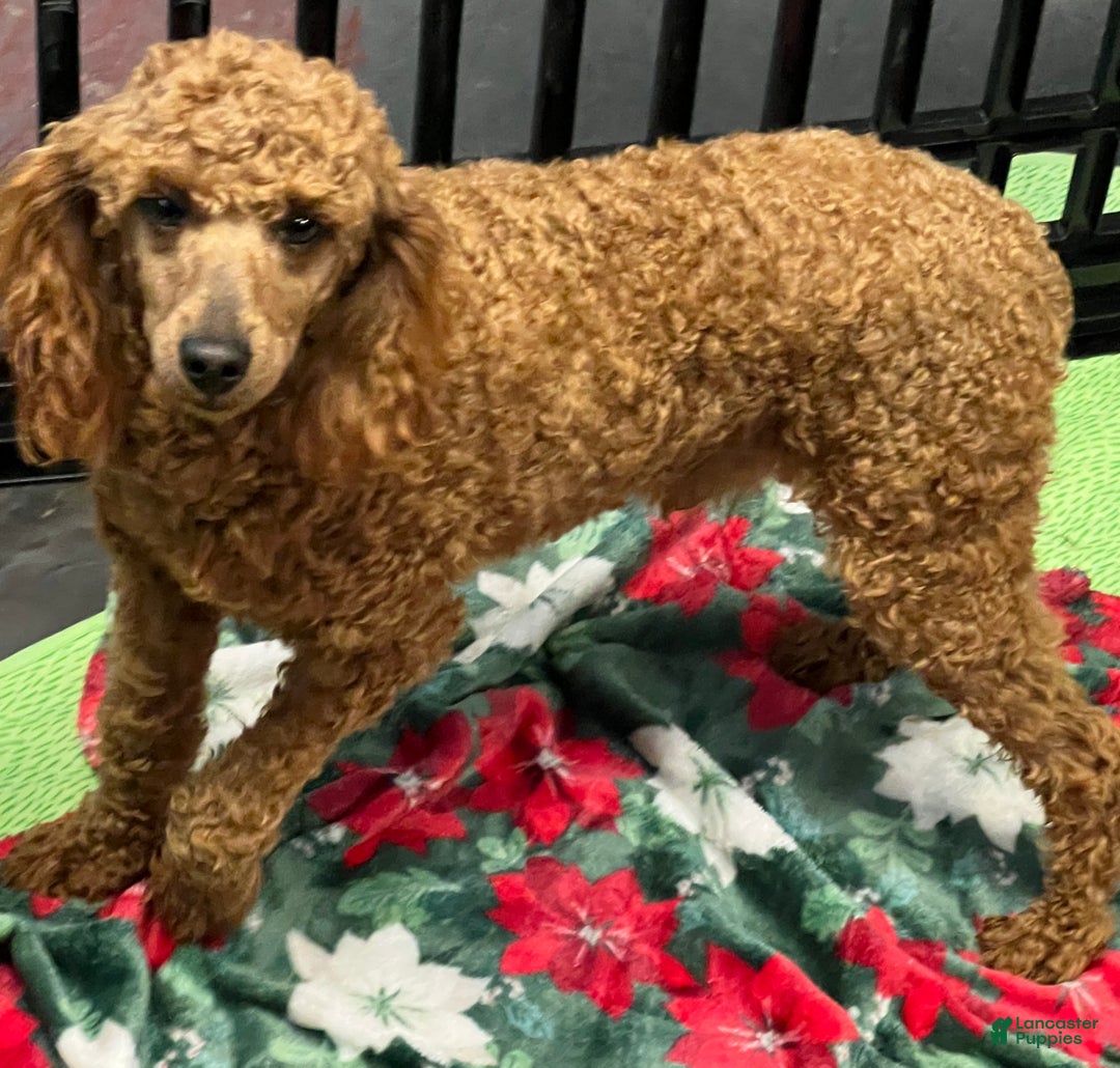 Miniature Poodle dogs for sale: Brent - Ad 8
