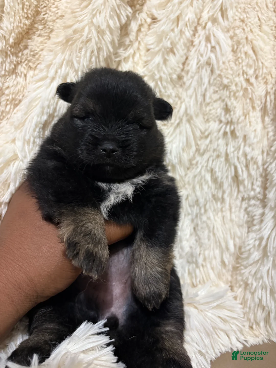 Pomeranian dogs for sale: Pomeranian 1 - Ad 2