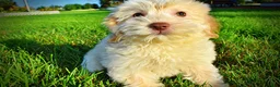 Havapoo dogs for sale: Daisy - Ad 13