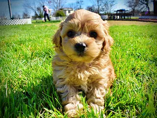 Havapoo dogs Mario - Ad 3