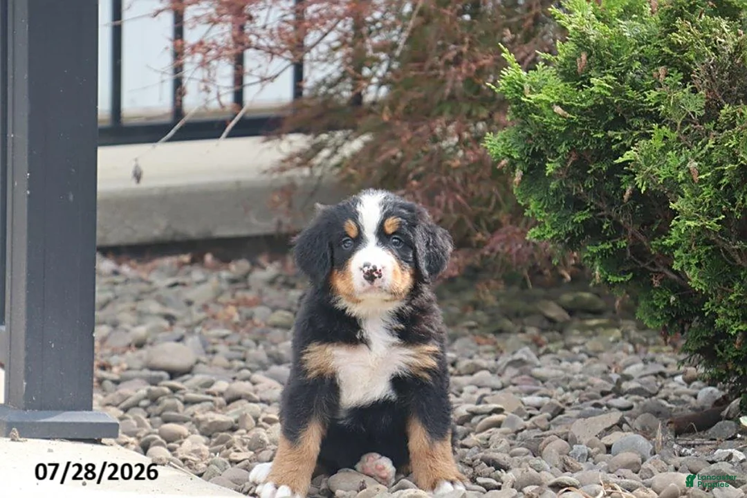 Bernese Mountain Dog dogs for sale: Olympus - Ad 1