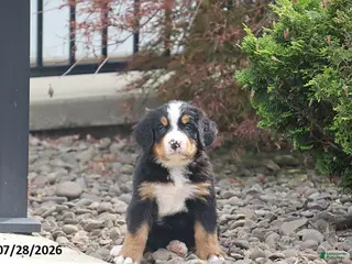 Bernese Mountain Dog dogs Olympus - Ad 36