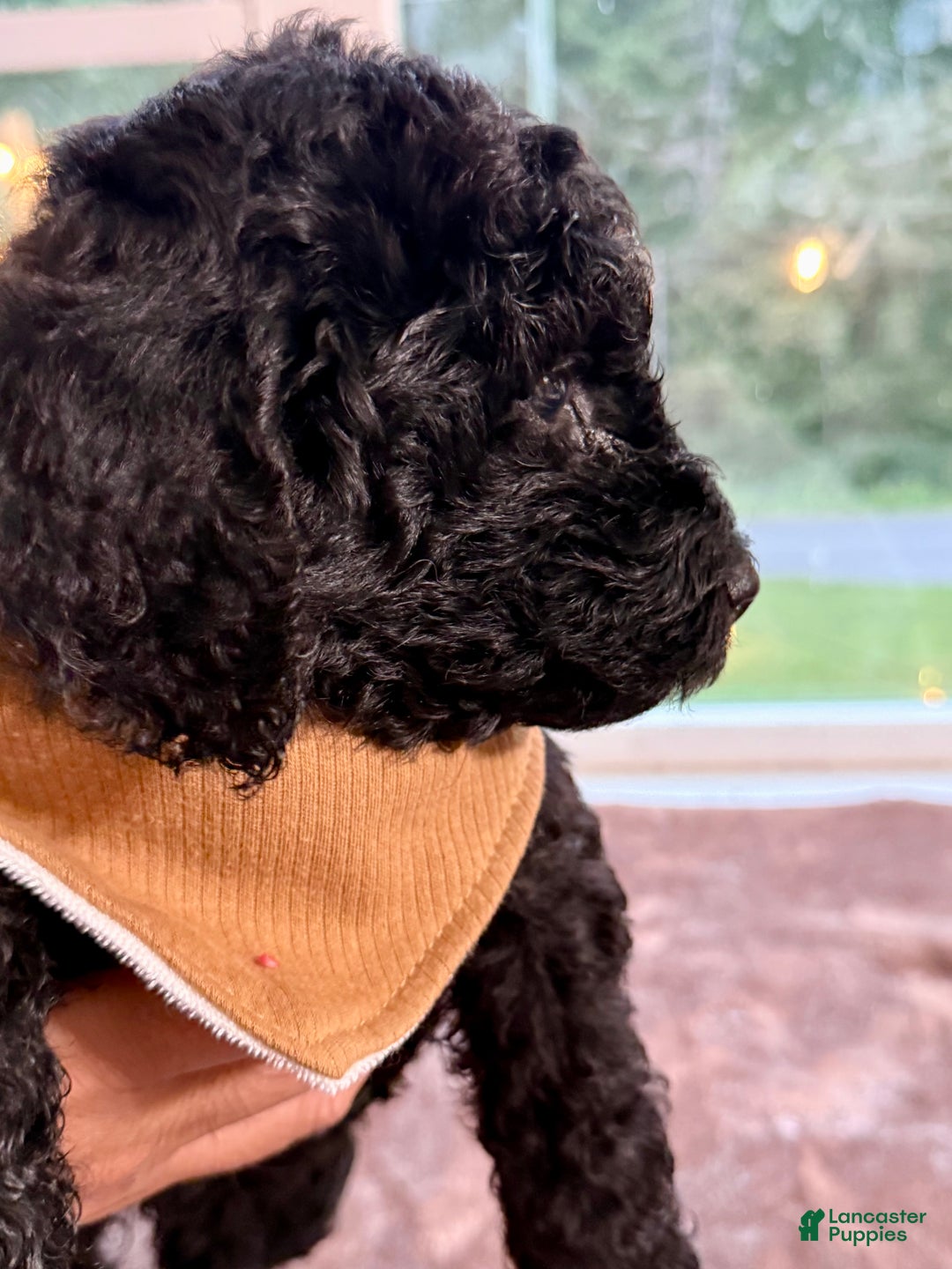 Standard Poodle dogs for sale: Standard Poodle Puppy 7 - Ad 3