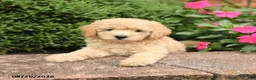 Miniature Poodle dogs for sale: Sugar - Ad 3