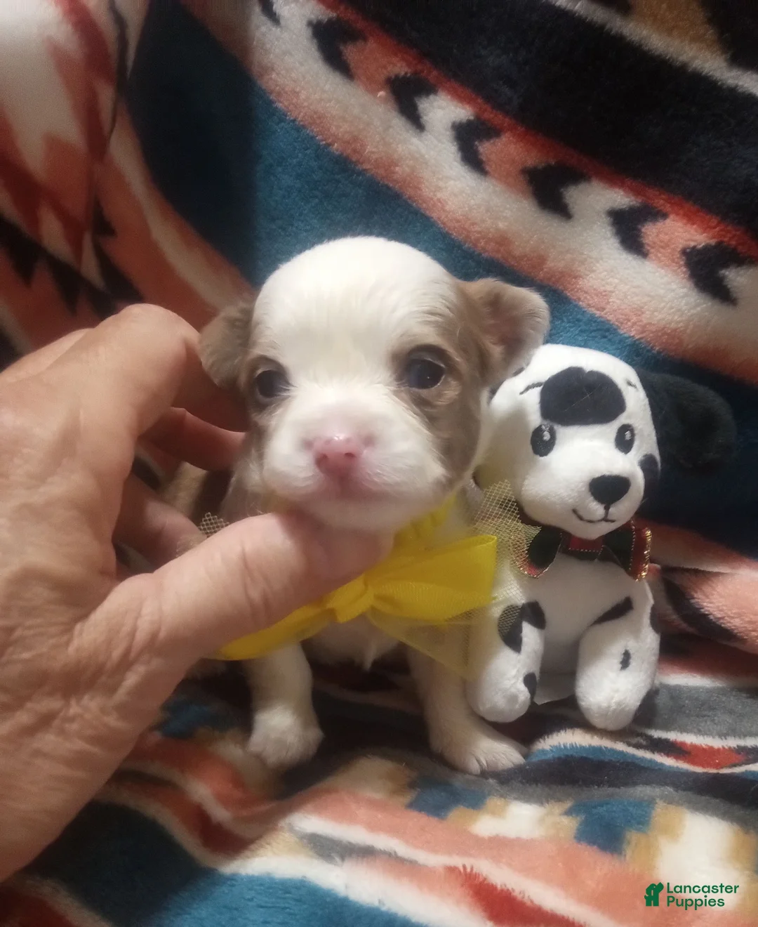 Chihuahua dogs for sale: Boss - Ad 2