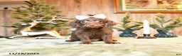 Schnoodle dogs for sale: Coco   - Ad 1