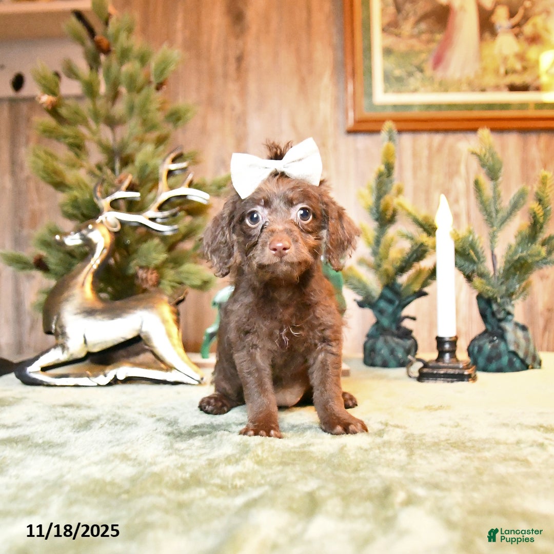 Schnoodle dogs for sale: Coco   - Ad 1