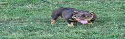 English Bulldog dogs for sale: Alexa - Ad 2