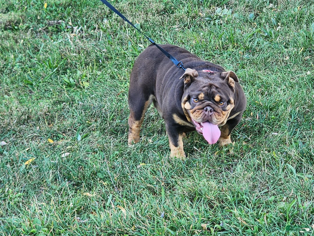 English Bulldog dogs for sale: Alexa - Ad 2