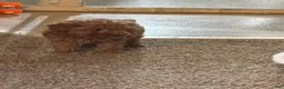 Toy Poodle dogs for sale: Toy Poodle 1 - Ad 3