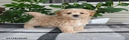Maltipoo dogs for sale: Lincoln - Ad 4