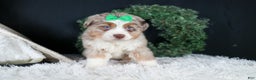 Miniature Australian Shepherd dogs for sale: SAMMY - Ad 16
