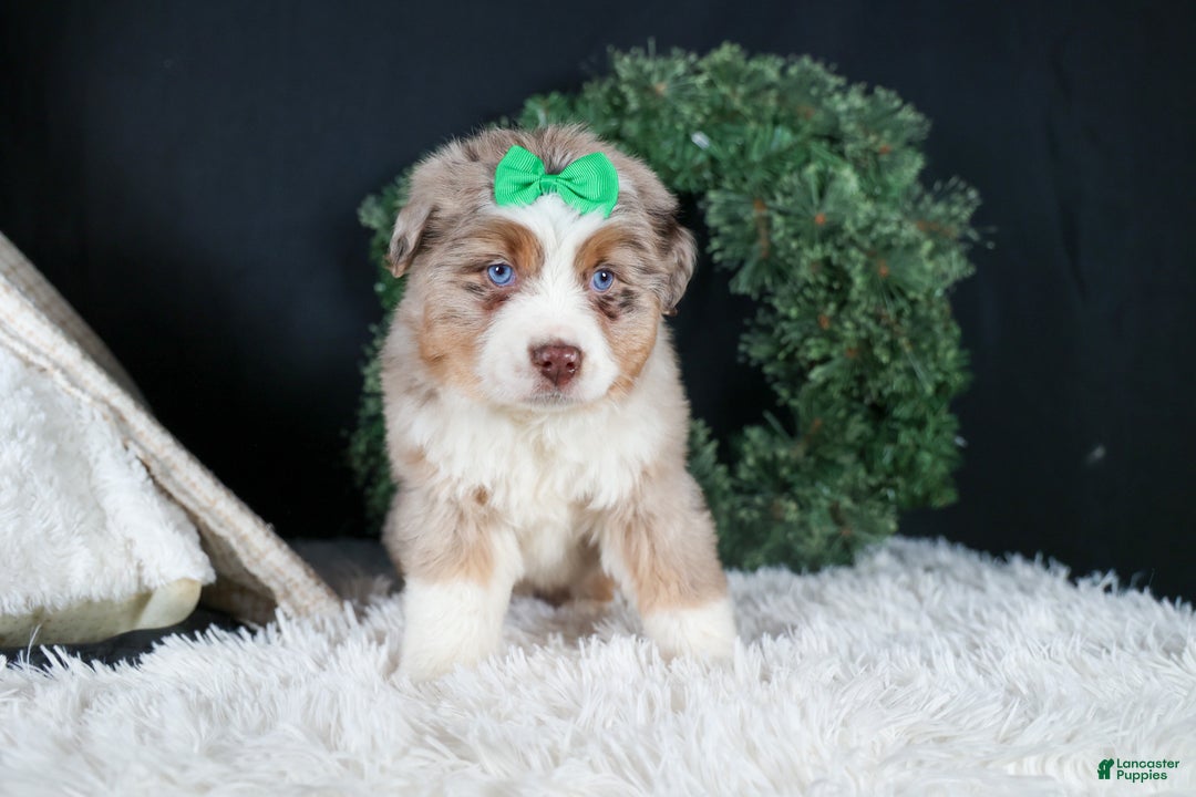 Miniature Australian Shepherd dogs for sale: SAMMY - Ad 16