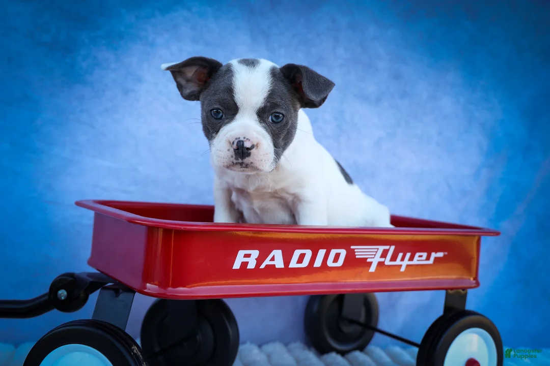 Frenchton dogs for sale: Quinto Bear - Ad 1