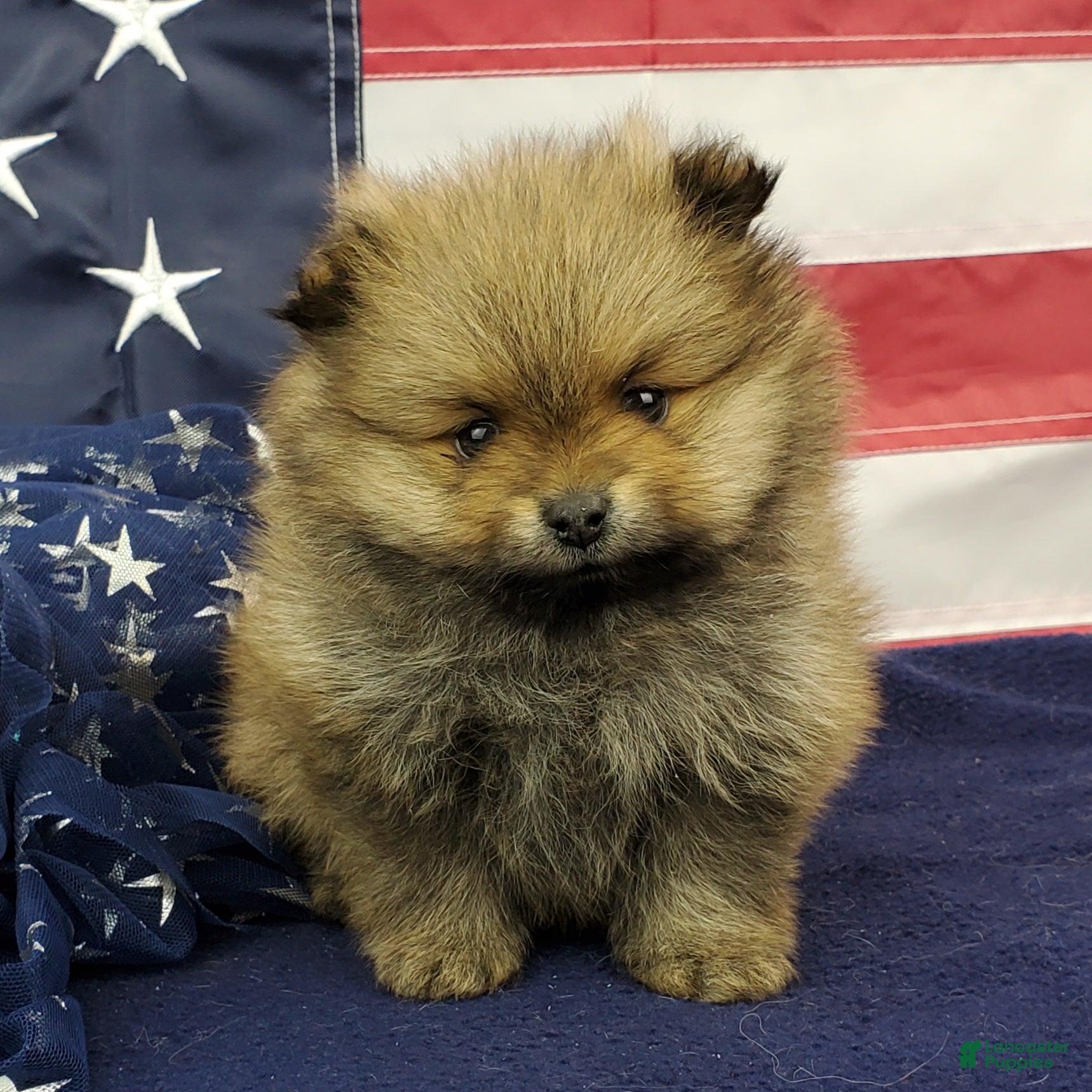 Pomeranian dogs Jax - Ad 17