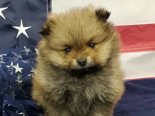 Pomeranian dogs Jax - Ad 11