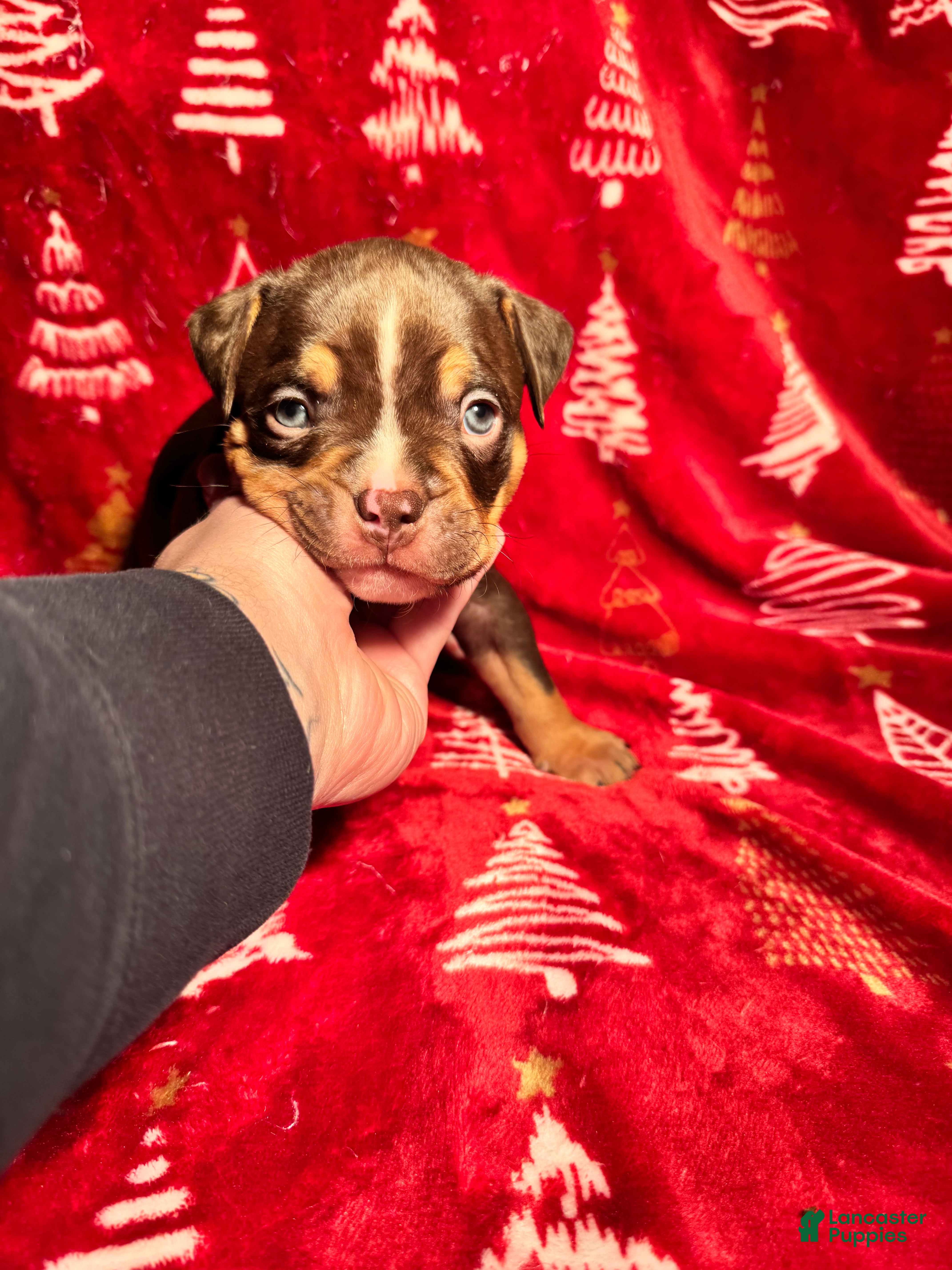 American Bully dogs American Bully Puppy 3 - Ad 13