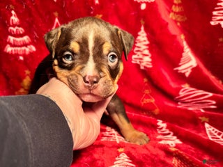 American Bully dogs American Bully Puppy 3 - Ad 7