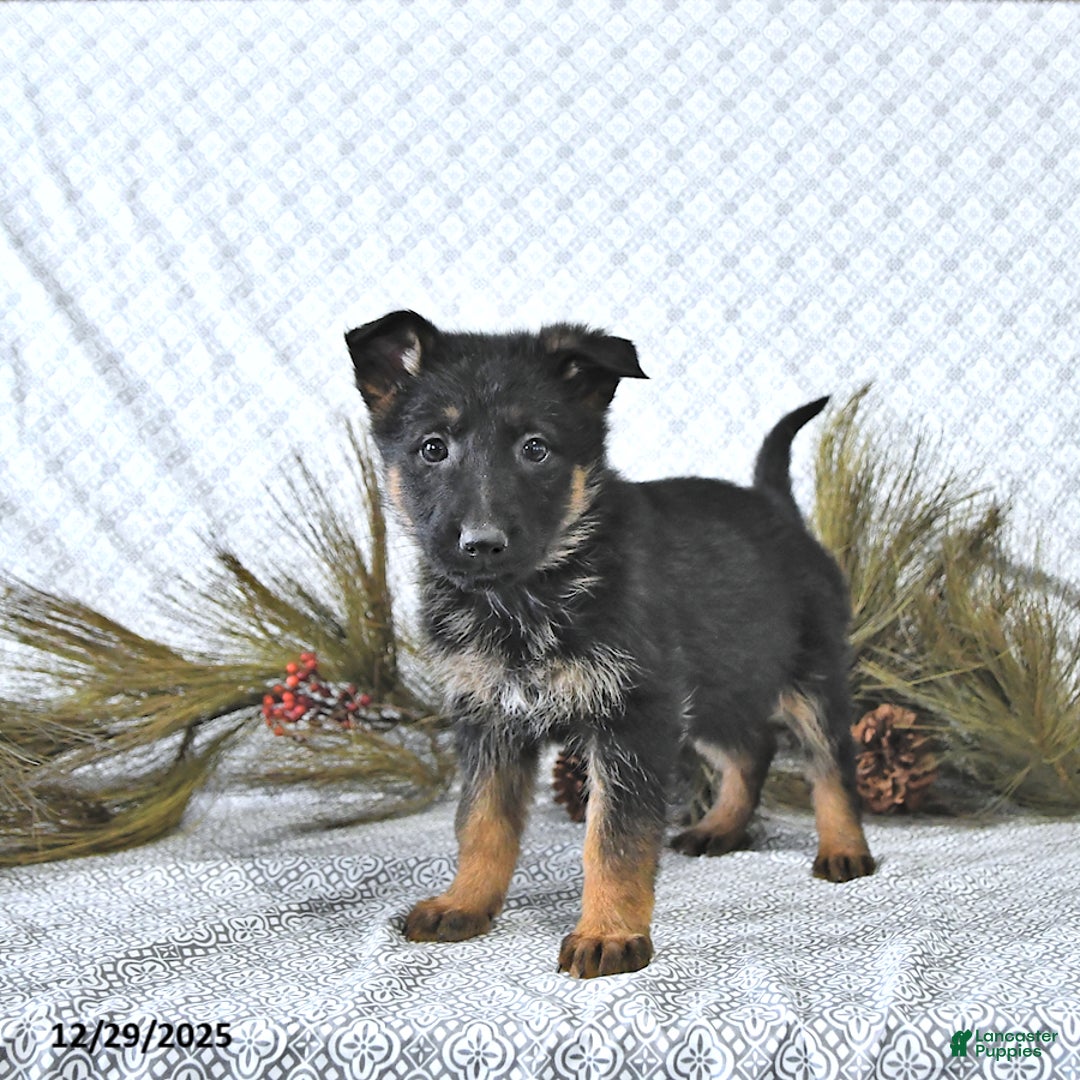 German Shepherd dogs for sale: Bailey - Ad 8