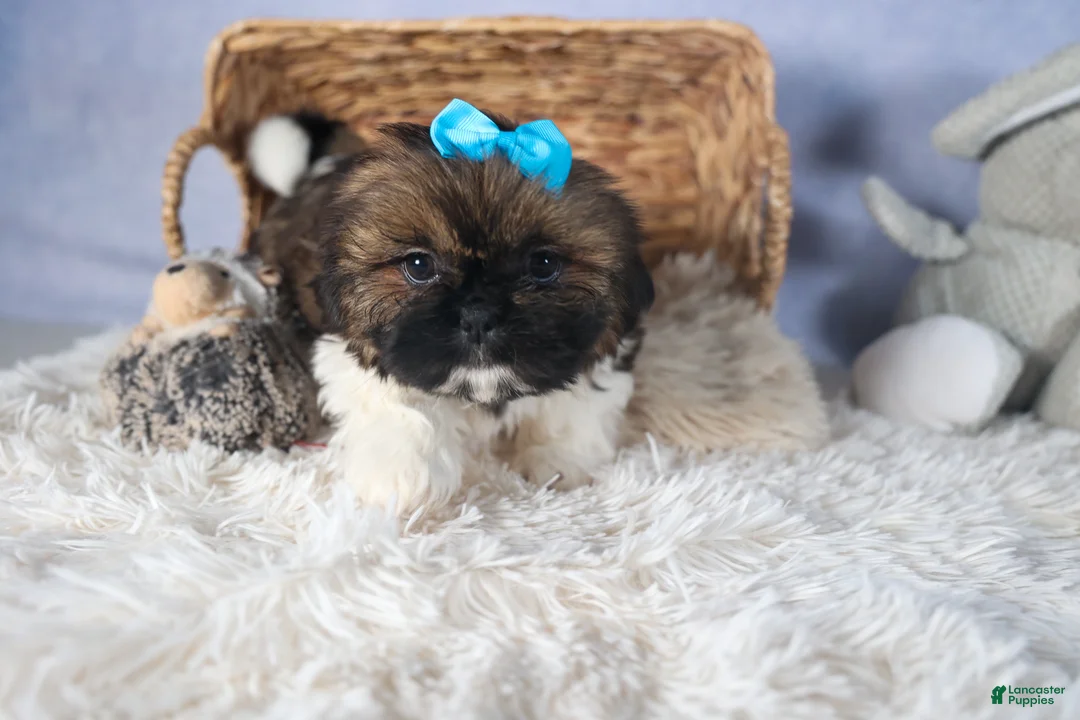 Shih Tzu dogs for sale: JOEY - Ad 7